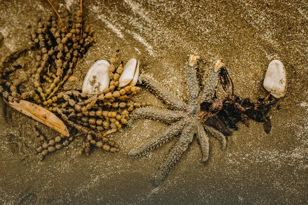 Fotos Aire Libre Estrellas Mar Hierba Marina Arena Fondo Natural —  Fotos de Stock