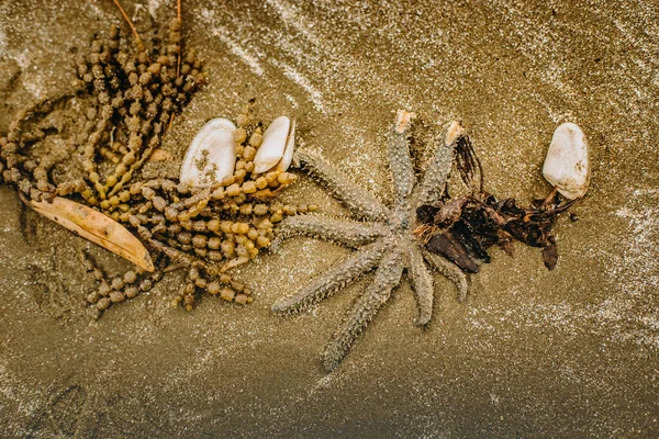 沙滩上的海星和海草的户外照片 自然背景 — 图库照片