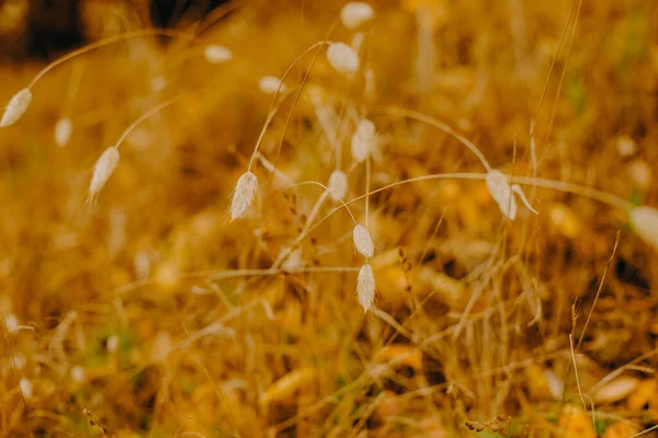 Outdoow Foto Gras Bladeren Natuurlijke Achtergrond — Stockfoto