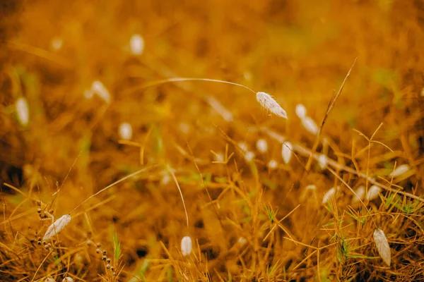 Outdoow Foto Gras Bladeren Natuurlijke Achtergrond — Stockfoto