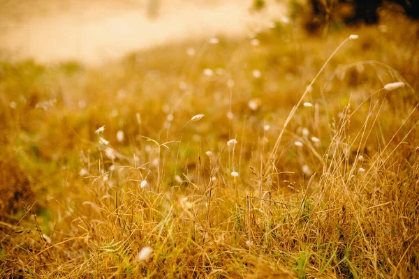 Outdoow Foto Gras Bladeren Natuurlijke Achtergrond — Stockfoto