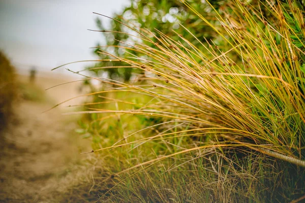 Outdoow Foto Gras Bladeren Natuurlijke Achtergrond — Stockfoto