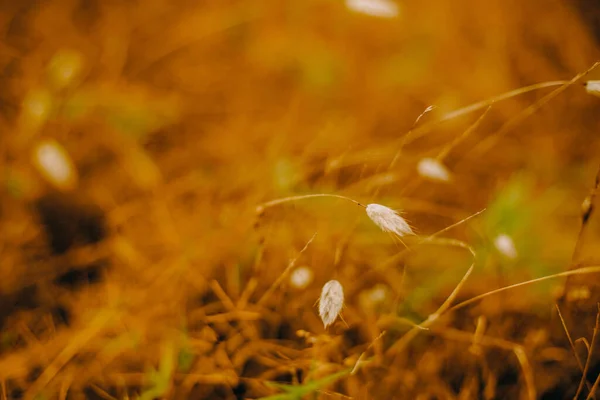 Outdoow Photo Herbe Feuilles Sur Fond Naturel — Photo