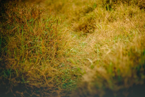 Outdoow Foto Gras Bladeren Natuurlijke Achtergrond — Stockfoto