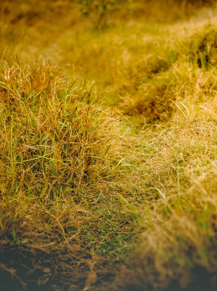 Outdoow Foto Gras Bladeren Natuurlijke Achtergrond — Stockfoto