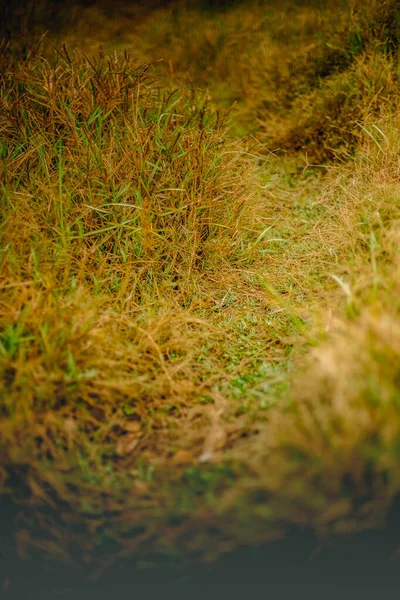 Outdoow Photo Gras Und Blätter Auf Natürlichem Hintergrund — Stockfoto