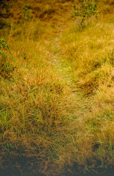 Outdoow Photo Gras Und Blätter Auf Natürlichem Hintergrund — Stockfoto