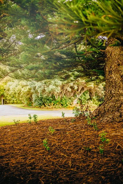 公園の木の屋外写真日没の森 — ストック写真