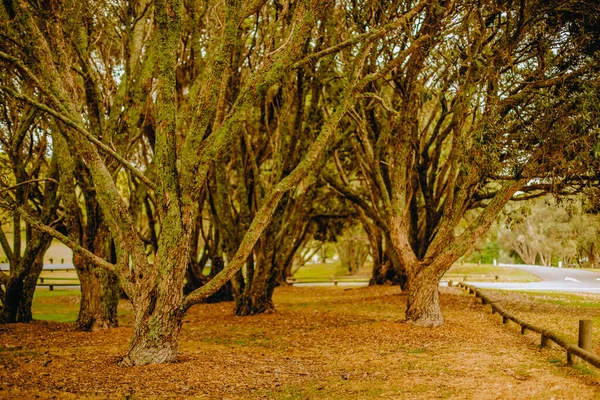 公園の木の屋外写真日没の森 — ストック写真