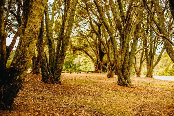 Photo Extérieure Arbre Dans Parc Forêt Coucher Soleil — Photo