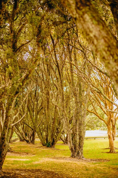 Photo Extérieure Arbre Dans Parc Forêt Coucher Soleil — Photo