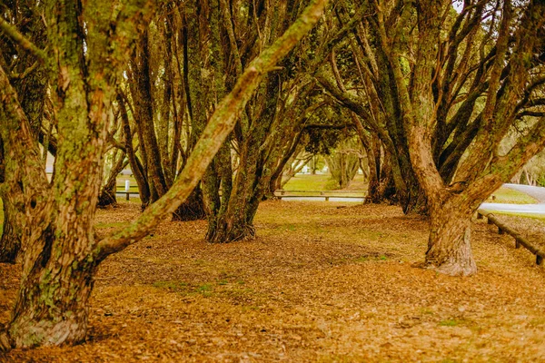 Photo Extérieure Arbre Dans Parc Forêt Coucher Soleil — Photo