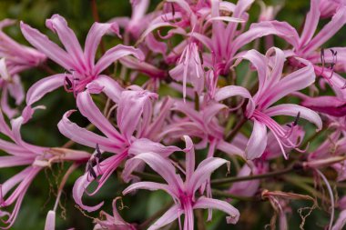 Nerine Bowdenii pembe çiçekleri.