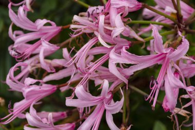 Nerine Bowdenii pembe çiçekleri.