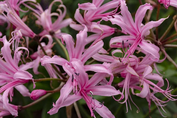 ピンクのネリネ・ボウデンイの花. — ストック写真