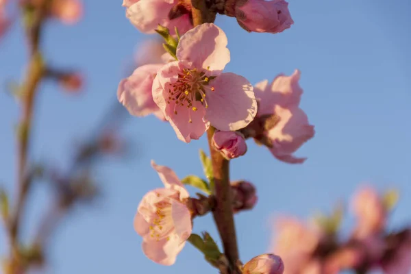 自然を背景にピンク色の桃の畑を眺めよう｜Aitona. — ストック写真