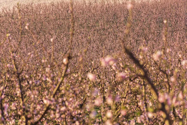 Pohled na růžové broskvoně pole v květu na přírodním pozadí v Aitoně. — Stock fotografie