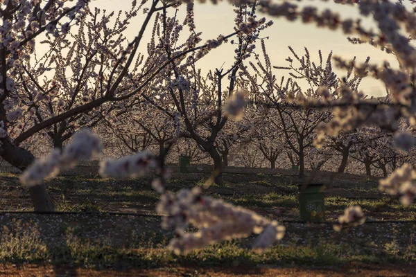 Zicht op witte perzikboomvelden in bloei op natuurlijke achtergrond in Aitona. — Stockfoto