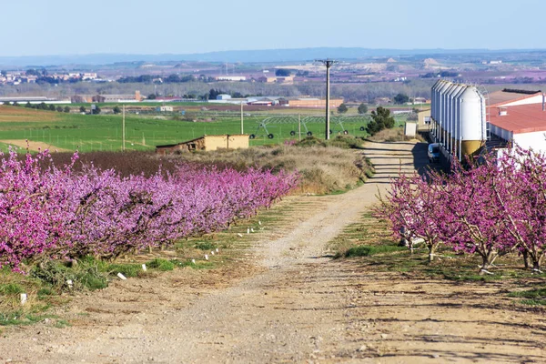 Zicht op een boerderij tussen roze perzikboomvelden in bloei. Landschap. — Stockfoto