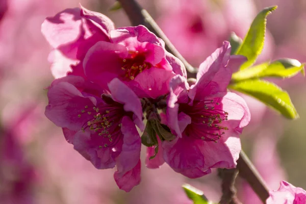 トーレス・デ・セグレとアルカラスの自然の背景に咲くピンクの桃の木のフィールドの眺め. — ストック写真