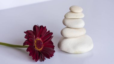 Beyaz arka planda beyaz taşlar ve kırmızı papatya, çiçek. Denge ve meditasyon. Huzurlu ve rahatlatıcı görüntü.