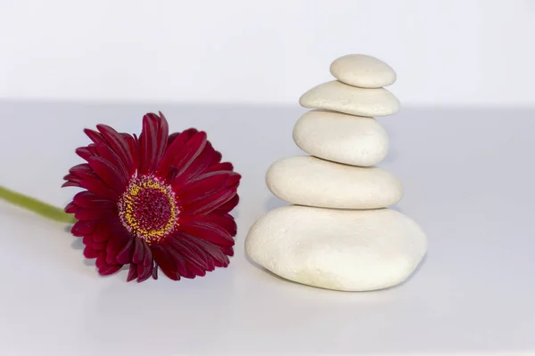 white stones in balance on white background with a red gerbera daisy, flower, . equilibrium and meditation. Peaceful and relaxing image.