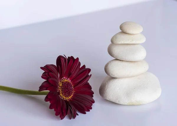 white stones in balance on white background with a red gerbera daisy, flower, . equilibrium and meditation. Peaceful and relaxing image.