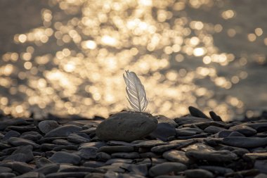 One white seagull feather backlight at sunset. Oysterhaven, Kinsale, Ireland. Rocky beach. Black rolling stones on the foreground. Warm lights. clipart