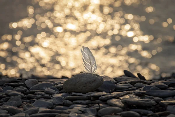 Una Gaviota Blanca Con Luz Fondo Atardecer Oysterhaven Kinsale Irlanda Imagen De Stock