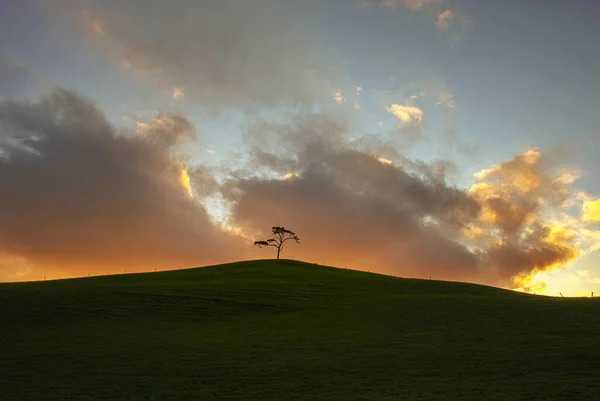 Irish landscape. Ireland. The lonely tree. Isolated tree on the top of a field. Quiet and peaceful scenery. Isolation time.