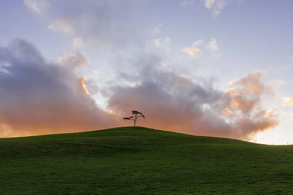 Irish landscape. Ireland. The lonely tree. Isolated tree on the top of a field. Quiet and peaceful scenery. Isolation time.