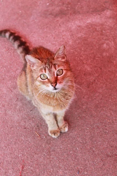 Изящный Трехмачтовый Кот Сидит Асфальте Кошка Наблюдает Тобой — стоковое фото