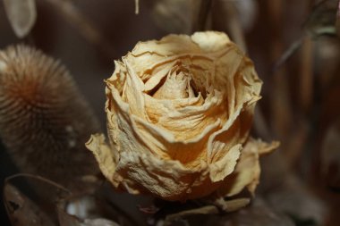 Kurutulmuş çay gülü ve beyaz renkli makro ateş.