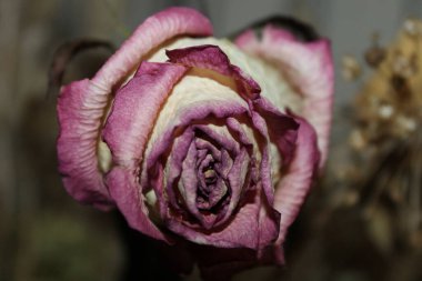 Kurutulmuş çay gülü ve makro çekimde pembe bir renk.