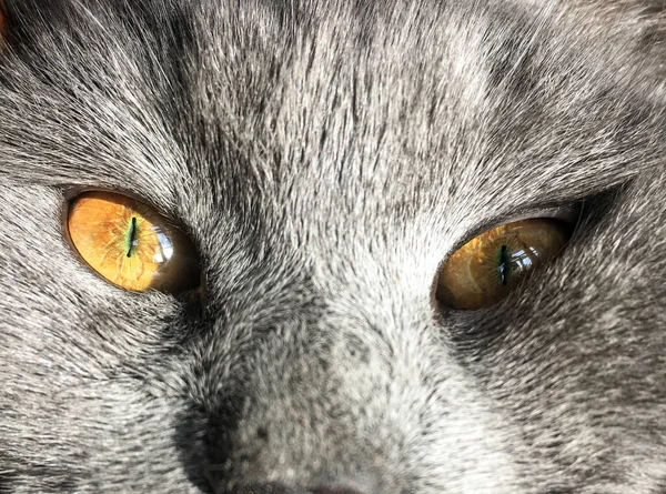 Grey Cat Yellow Eyes Portrait — Stock Photo, Image