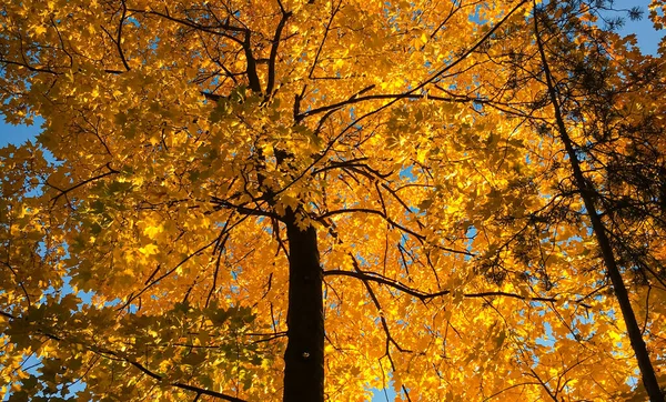 Grande Árvore Bordo Com Monte Folhas Douradas Céu Azul Fundo — Fotografia de Stock