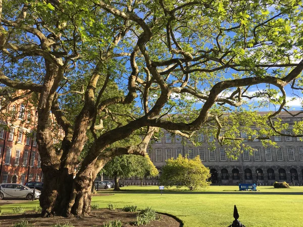 Ancient Tree at Trinity College