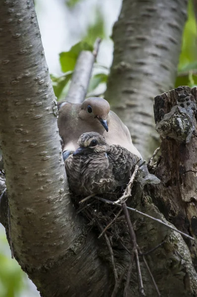 Mourning Dove wih piskląt — Zdjęcie stockowe