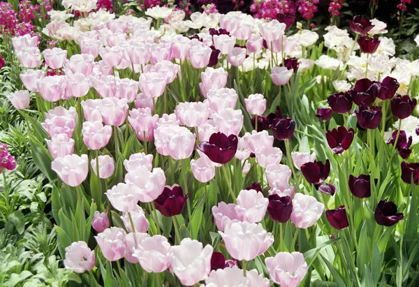 Stor grupp av rosa och vita tulpaner — Stockfoto