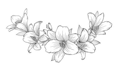 arka plan üzerinde izole güzel tek renkli siyah ve beyaz buket lily.