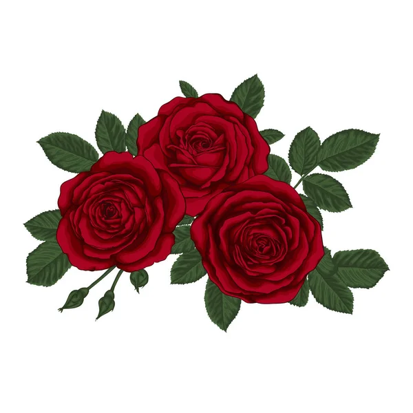Beautiful bouquet with three red roses and leaves. Floral arrangement. — Stock Vector