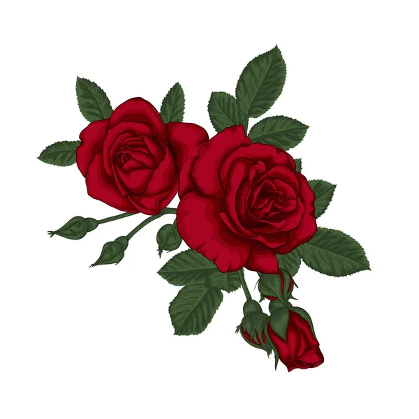 Mooi boeket met rode rozen en bladeren. Bloemenregeling. — Stockvector