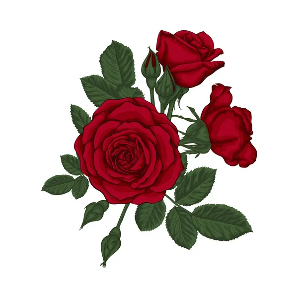 Gyönyörű csokor vörös rózsákkal és levelekkel. Virágkötészet. — Stock Vector
