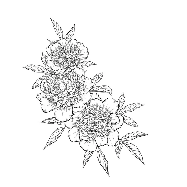 Mooie zwart-wit zwart / wit boeket peony geïsoleerd op de achtergrond. Handgetekende. — Stockvector