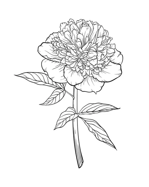 Bella peonia monocromatica in bianco e nero isolato su sfondo. Disegnati a mano . — Vettoriale Stock