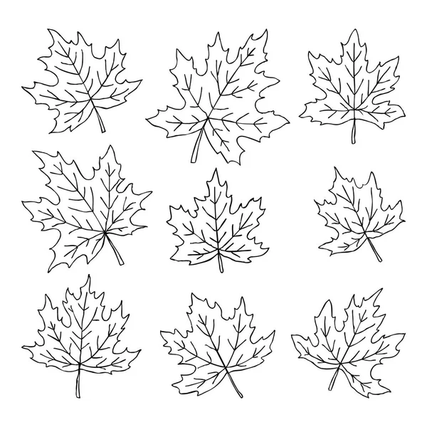 Bel ensemble de feuilles d'érable doodle. Croquis isolé. design fond cartes de vœux et invitations au mariage, anniversaire, fête des mères et autres vacances d'automne saisonnières . — Image vectorielle