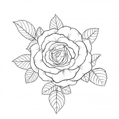 güzel siyah ve beyaz buket gül ve bırakır. Çiçek Aranjman arka plan üzerinde izole. tatil tebrik kartı ve daveti üzerine anne günü, düğün, doğum günü, Sevgililer s gün tasarım