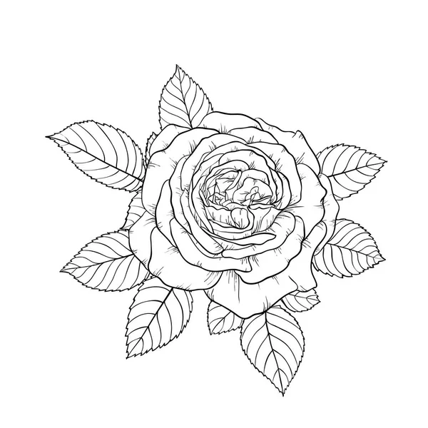 Hermoso ramo blanco y negro rosa y hojas. Arreglo floral aislado sobre fondo. tarjeta de felicitación de diseño e invitación de la boda, cumpleaños, día de San Valentín, día de la madre, día festivo — Vector de stock