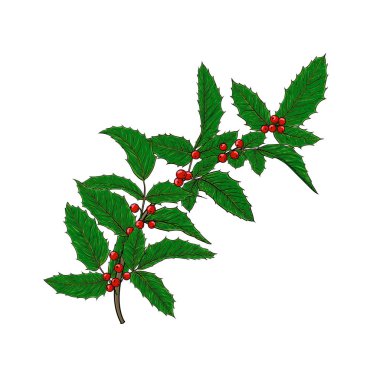 Holly, beyaz arka planda böğürtlenli ve yapraklı ilex şubesi. Mutlu Noeller ve yeni yılların, mevsimsel kış tatillerinin kutlama kartları ve davetiyelerini tasarla