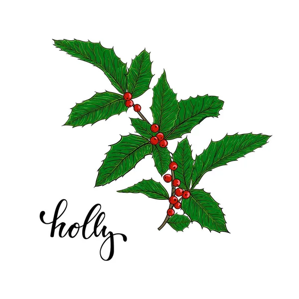 Χόλι, Ίλεξ Μπραντς με μούρα και φύλλα σε λευκό φόντο. Σχεδιασμός ευχετήριες κάρτες διακοπών και προσκλήσεις Καλά Χριστούγεννα και Ευτυχισμένο το Νέο Έτος, εποχιακές χειμερινές διακοπές — Διανυσματικό Αρχείο